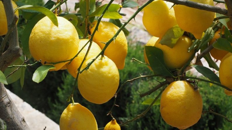 Resultado de imagen para CÃ³mo plantar limon