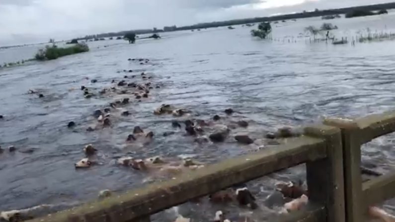 Impactante video: centenares de vacas son arrastradas por las inundaciones en Argentina